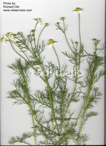 chamomile, wild